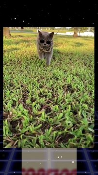 Kacamata kucing lucu