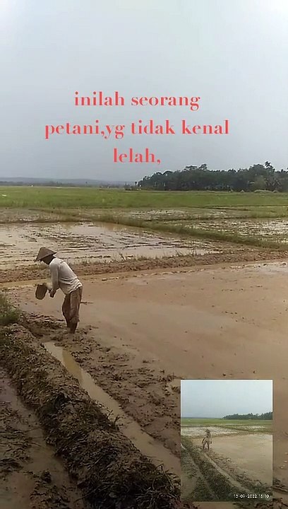 PETANI PADI