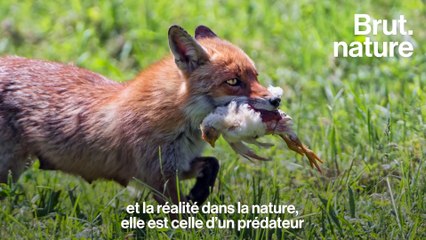 Duel : y a-t-il trop de renards en France ?