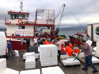 Balıkesir haberi... Bandırma'da palamut akını devam ediyor