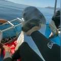 Sea lion rests its head in guys hand while napping on boat