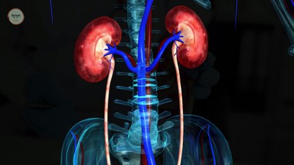 TANDA GINJAL KURANG SEHAT YANG PERLU DIPERHATIKAN