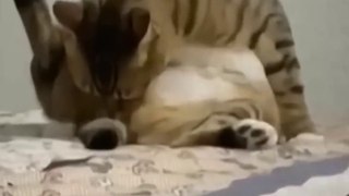 Funny animals videos 2022 -Funniest Cats and Dogs videos #5