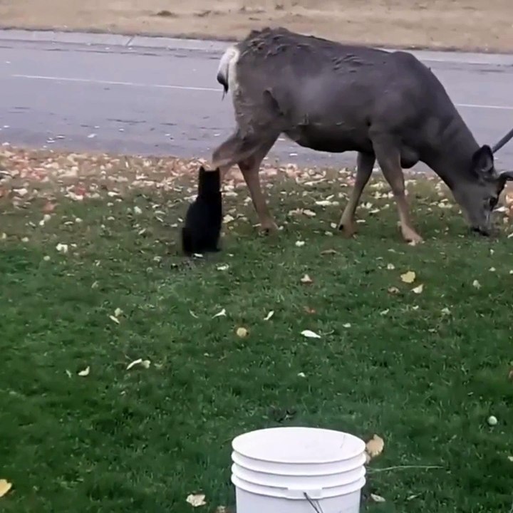 Cat has no fear while messing with deer