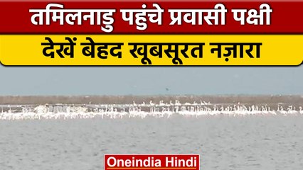 Tamil Nadu: Kodiakarai में बड़ी संख्या में पहुंचे खूबसूरत प्रवासी पक्षी | वनइंडिया हिंदी *Shorts