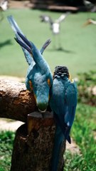 Funny Animal Videos That Are IMPOSSIBLE Not To Laugh At~