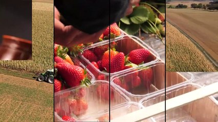 Le rape, eccellente verdura d’inverno