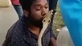 Man Tries To Kiss King Cobra, Gets Bitten On Lips