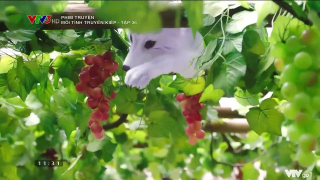 Mối Tình Truyền Kiếp Tập 36 - VTV3 Thuyết Minh - Phim Trung Quốc - xem phim moi tinh truyen kiep tap 37