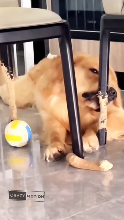 Dog fall in love hahahaha
