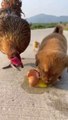 The puppy stole an egg and was discovered by the mother chicken, who chased after it and beat it