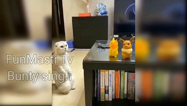 funny home pets I funny animals I naughty animals I