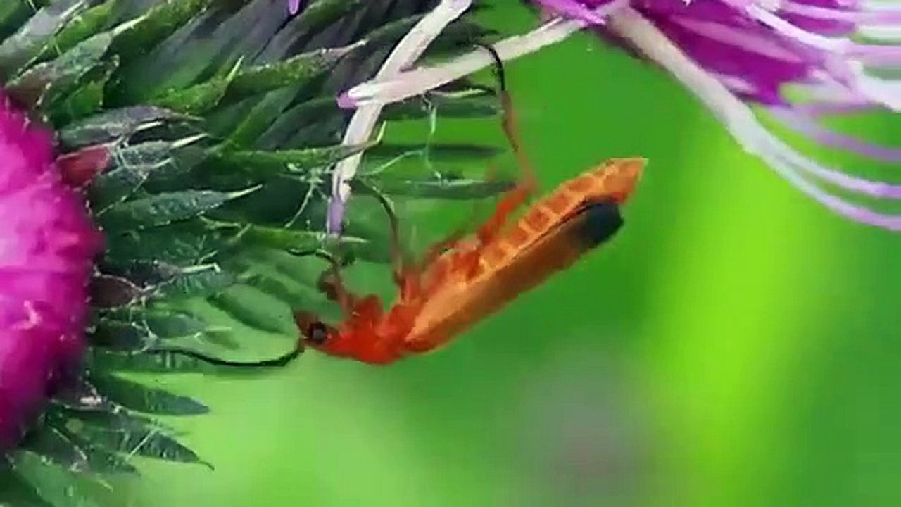 Ripley's Believe It or Not! (2019) - Se1 - Ep05 - Beyond Driven HD Watch HD Deutsch