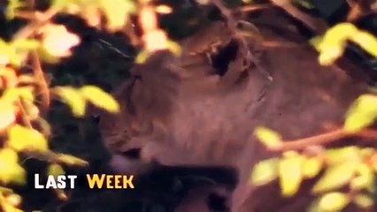 Big Cat Diary - Se1 - Ep07 HD Watch HD Deutsch