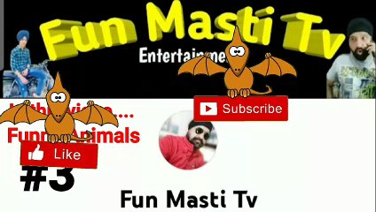 Funny act of home pets and animals,  funny comedy  animals