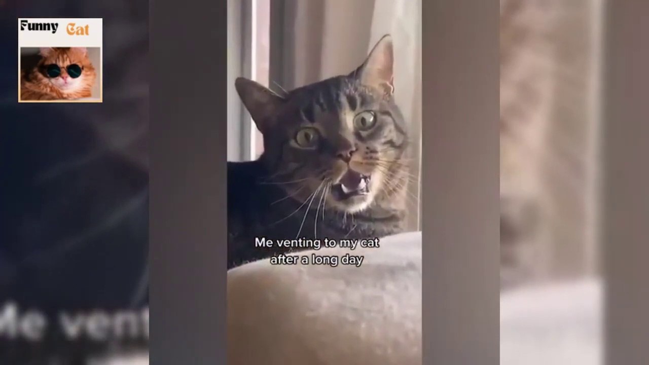 Funny Animals Video - Best Cats and Dogs Videos of the Month 2022! #19@Funny Cat