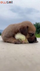The puppy is sleepy, and the chick uses his body as a pillow for the puppy