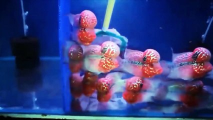 Favorite types of ornamental fish