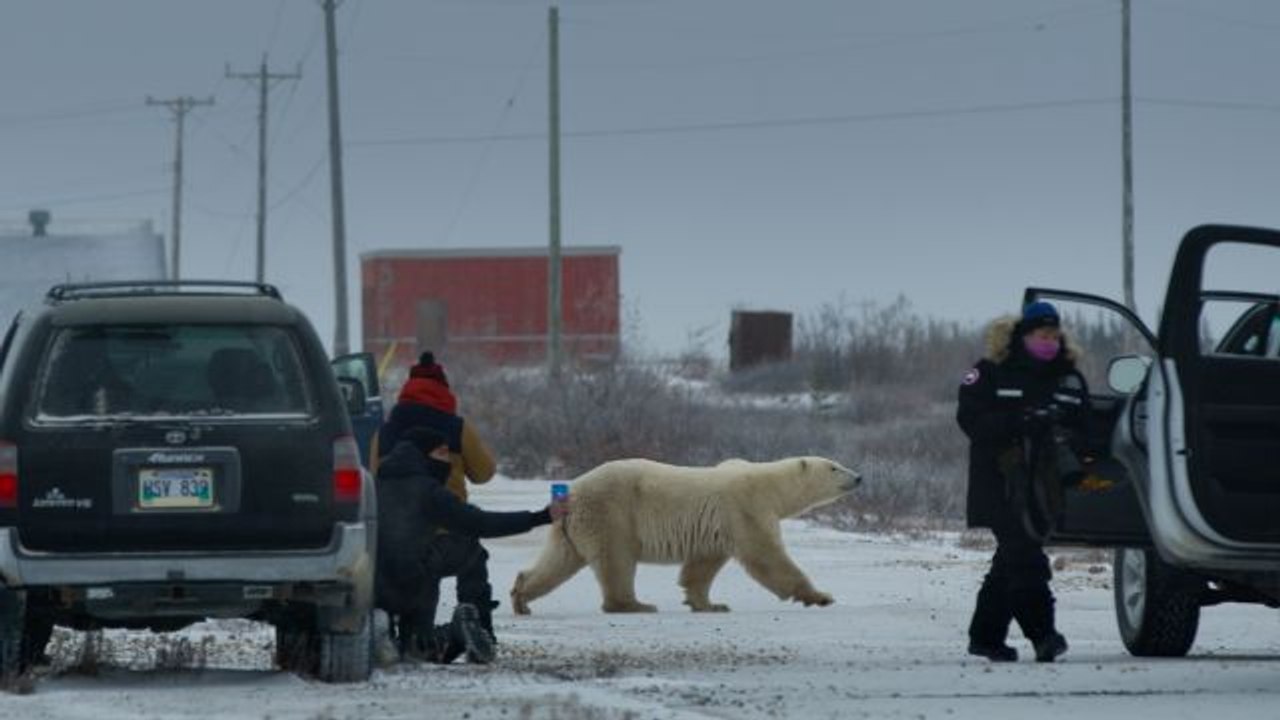 Nuisance Bear: A Migration Turns to Chaos