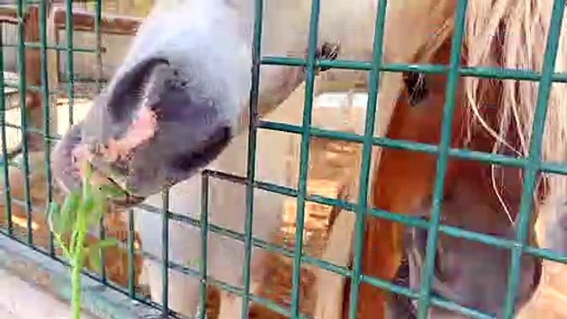 Diana and Roma feed the animals at the Emirates Park Zoo