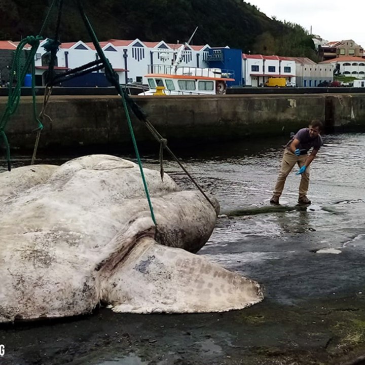 Ce poisson-lune géant est le plus gros poisson...