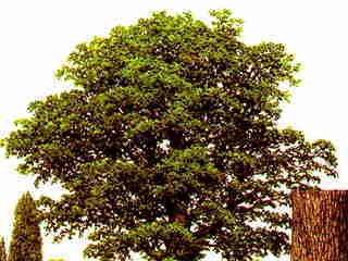 Auprès de mon arbre