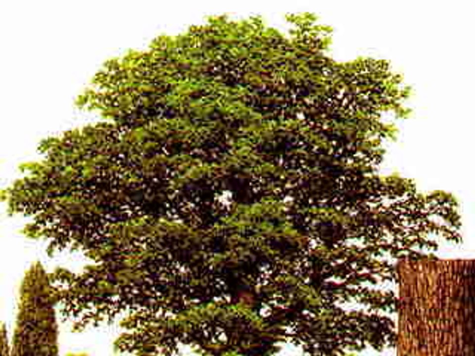 Auprès de mon arbre