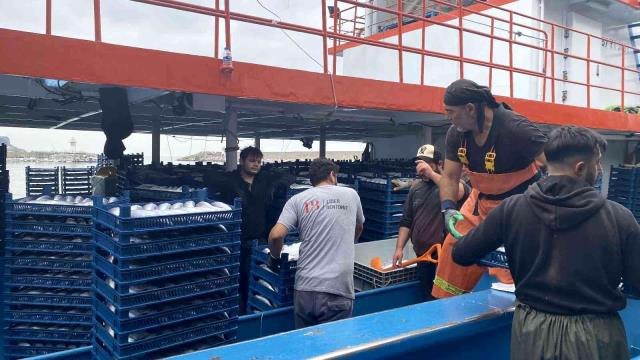 Denizden palamut fışkırdı: 10 bin kasa palamut çıktı, fiyatlar yarı yarıya düştü