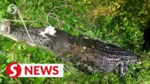 2.4m croc shot dead near Sandakan village