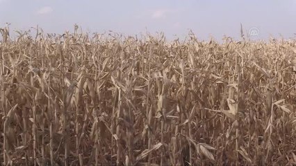 Denemesi yapılan "Danelik Mısır" çiftçilerin yeni gelir kapısı olacak