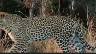 Leopard VS Porcupine