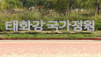 [울산] 태화강국가정원에서 21일부터 가을 축제 열린다 / YTN
