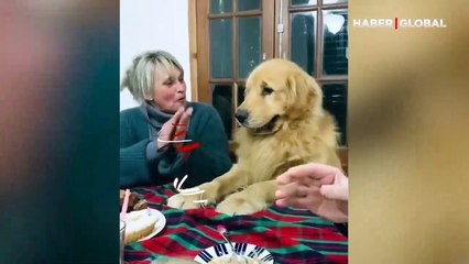 Doğum günü partisinde heyecanlanan köpek ne yapacağını şaşırdı