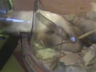 Bébés souris trop colant