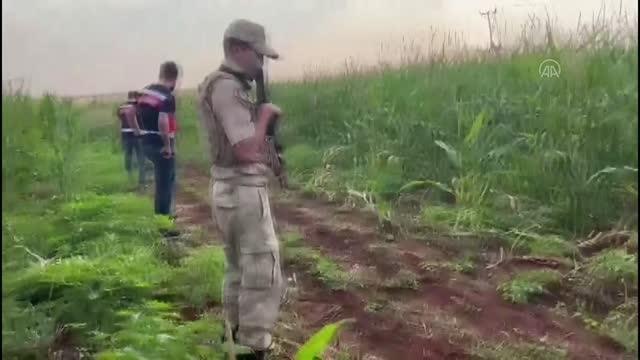 ŞANLIURFA - 95 kök Hint keneviri ile av tüfeği ele geçirildi