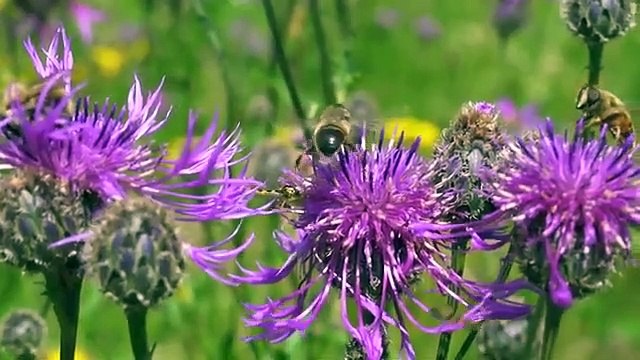 Musik Relaksasi yang Indah • Musik untuk membantu Anda tidur @musik @musikrelaks