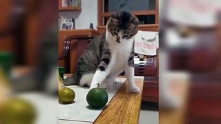 Baby Cats - Cute and Funny Cat Videos Compilation #17 _ Aww Animals