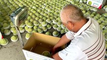 Hong Kong the New Market for Taiwan's Custard Apples After China Ban - TaiwanPlus News