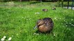 Children's Duck Facts | Kiddypedia | Learn About Ducklings