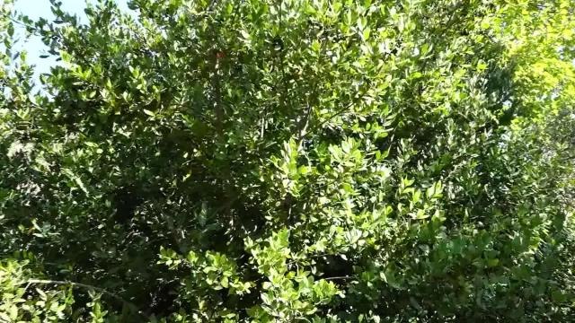 Muğla yerel haberleri | Marmaris Belediyesi'nden Defne Atağı