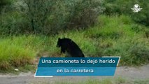 Arrolla a oso en carretera de Nuevo León y huye del sitio