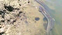 Peixes aparecem mortos em lagoa na Serra e preocupam moradores