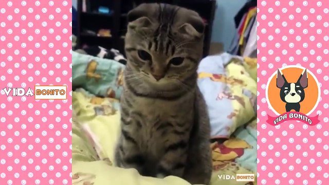 Vídeos engraçados para animais de estimação 2022 ♥ Cães e gatos fofos fazendo coisas engraçadas P15