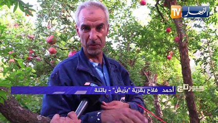 روبورتاج  / برّيش..قرية حدائق الرّمان المعلقة