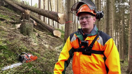 Hitze und Trockenheit: Buchdrucker bekommt Hunger auf Frischfichte