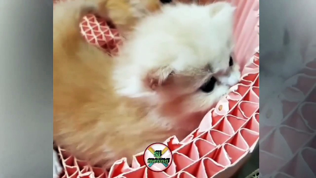 Kucing lucu