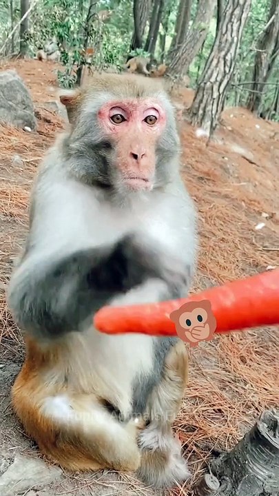 funny monkey video 2022