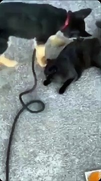 Ce chien est bien décidé à en finir avec le chat