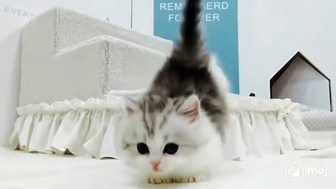 Cat training