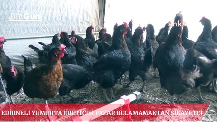 Edirneli yumurta üreticisi pazar bulamamaktan şikayetçi: “2 buçuk TL’ye çıkardığım için pazar bulamıyorum”